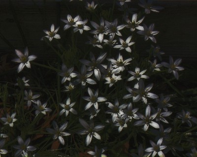 This Year's Bloom